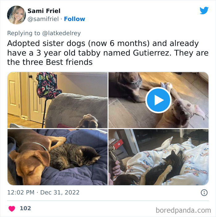 Bonded-Pairs-Of-Cats-Get-Adopted-Together