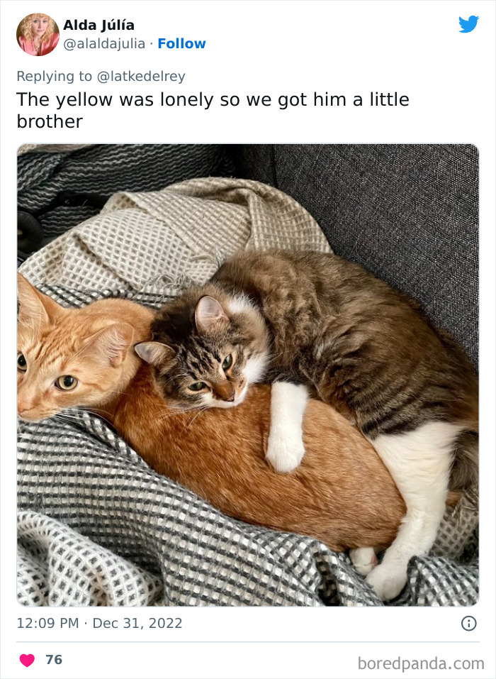 Bonded-Pairs-Of-Cats-Get-Adopted-Together