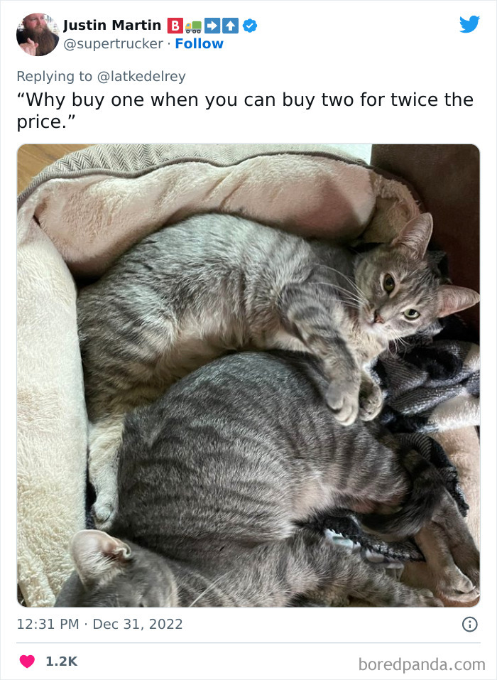 Bonded-Pairs-Of-Cats-Get-Adopted-Together