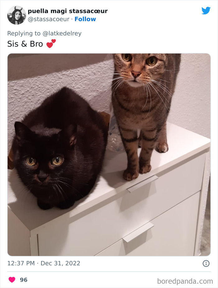 Bonded-Pairs-Of-Cats-Get-Adopted-Together