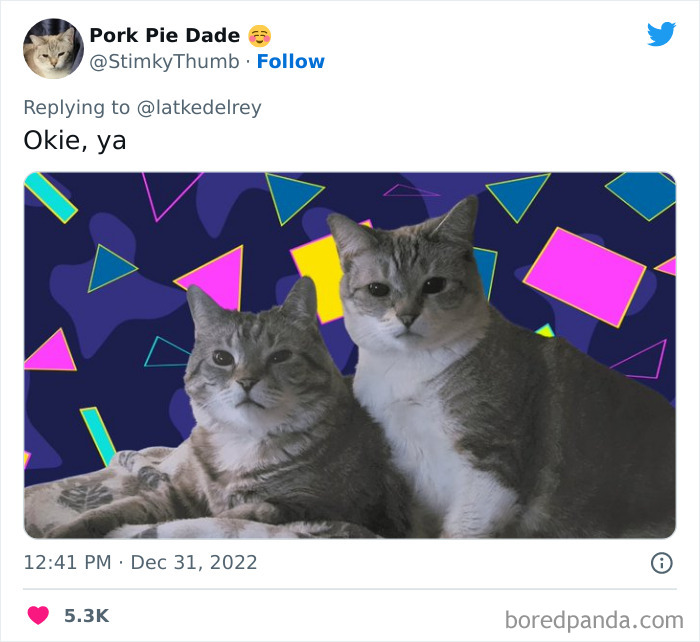 Bonded-Pairs-Of-Cats-Get-Adopted-Together