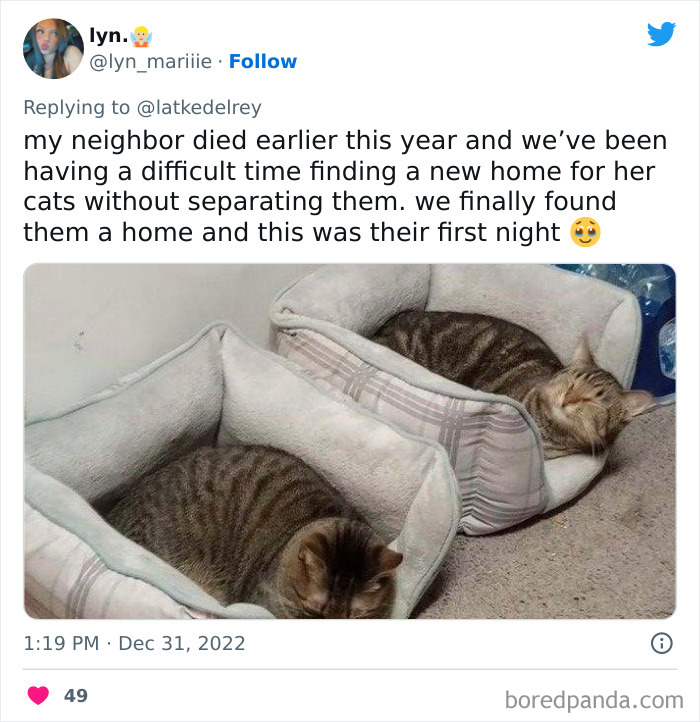 Bonded-Pairs-Of-Cats-Get-Adopted-Together