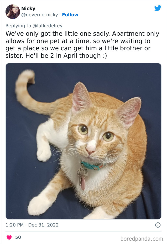 Bonded-Pairs-Of-Cats-Get-Adopted-Together