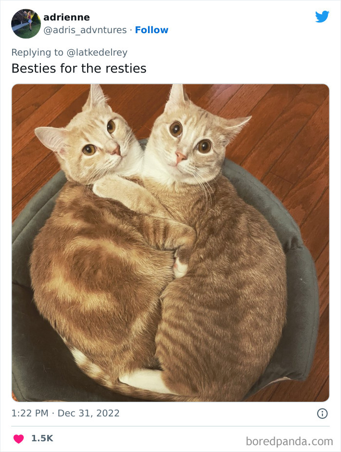 Bonded-Pairs-Of-Cats-Get-Adopted-Together