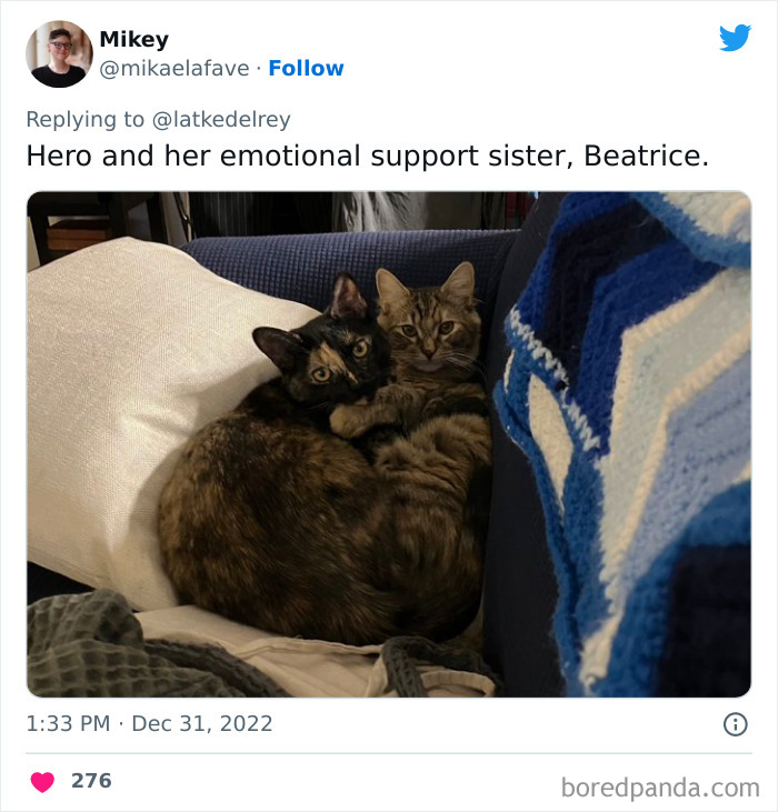 Bonded-Pairs-Of-Cats-Get-Adopted-Together