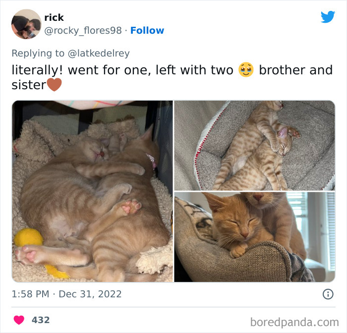 Bonded-Pairs-Of-Cats-Get-Adopted-Together