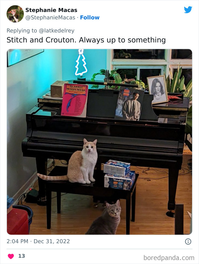 Bonded-Pairs-Of-Cats-Get-Adopted-Together