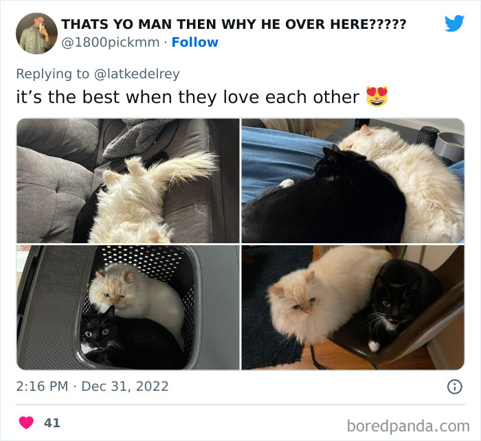 Bonded-Pairs-Of-Cats-Get-Adopted-Together