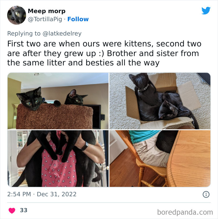 Bonded-Pairs-Of-Cats-Get-Adopted-Together