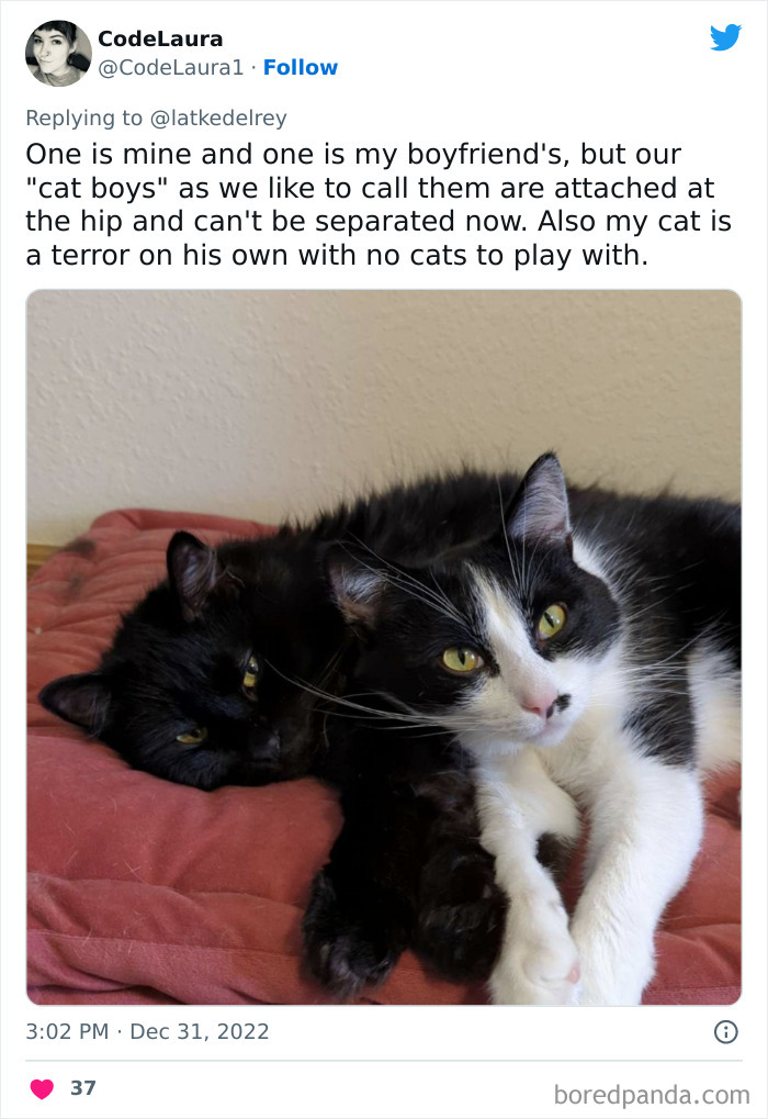 Bonded-Pairs-Of-Cats-Get-Adopted-Together
