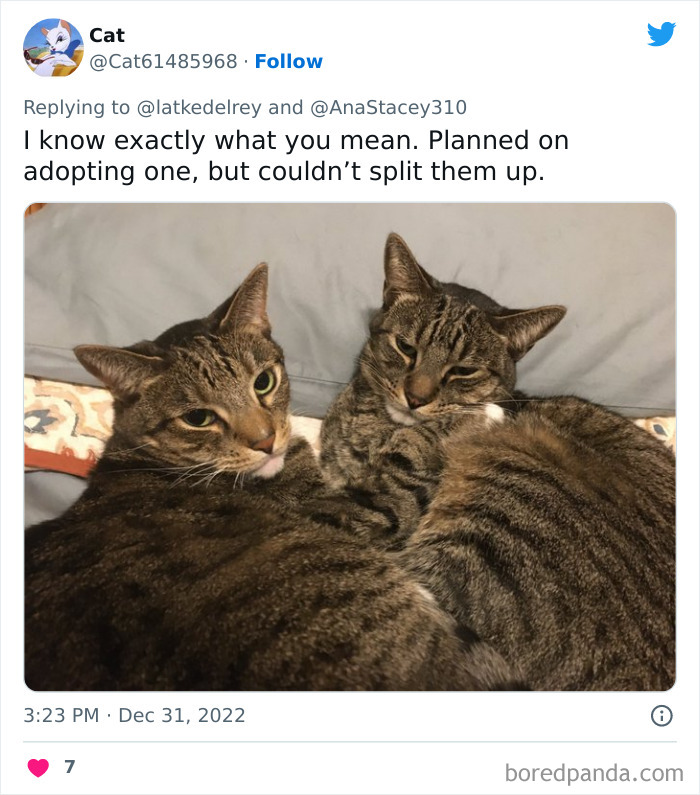 Bonded-Pairs-Of-Cats-Get-Adopted-Together