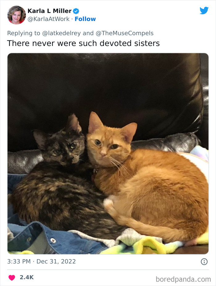 Bonded-Pairs-Of-Cats-Get-Adopted-Together