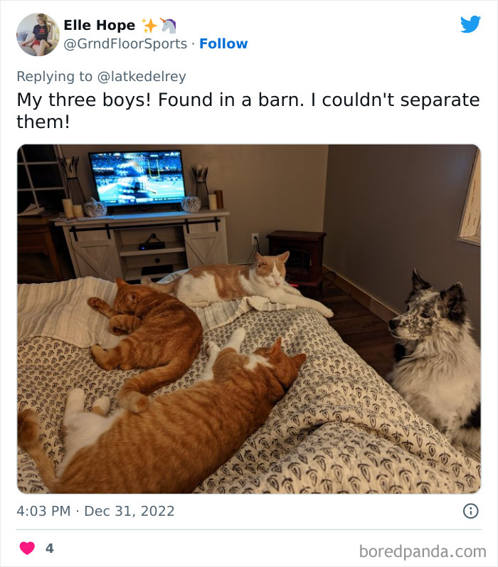 Bonded-Pairs-Of-Cats-Get-Adopted-Together