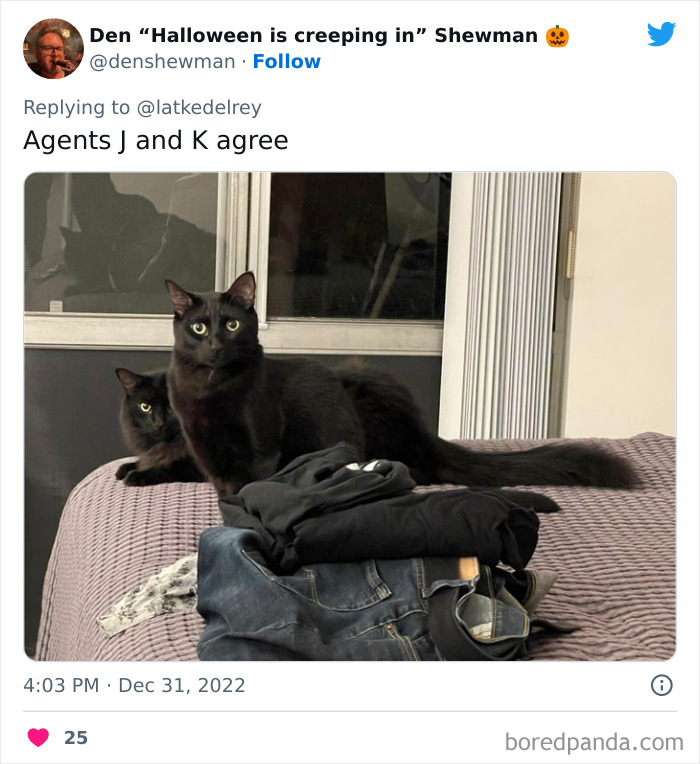 Bonded-Pairs-Of-Cats-Get-Adopted-Together