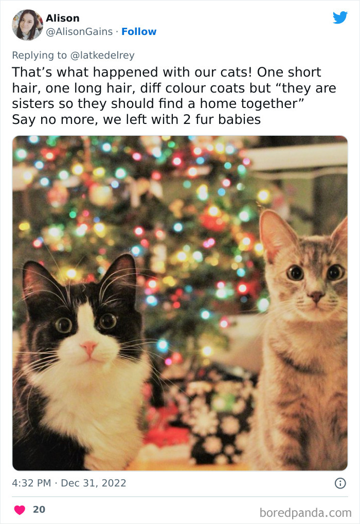 Bonded-Pairs-Of-Cats-Get-Adopted-Together