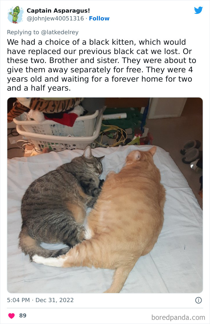 Bonded-Pairs-Of-Cats-Get-Adopted-Together