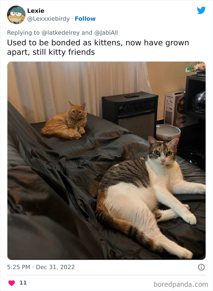 Bonded-Pairs-Of-Cats-Get-Adopted-Together