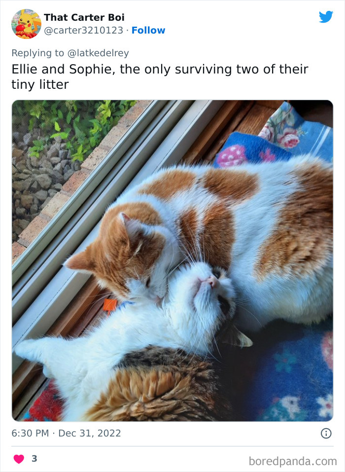 Bonded-Pairs-Of-Cats-Get-Adopted-Together
