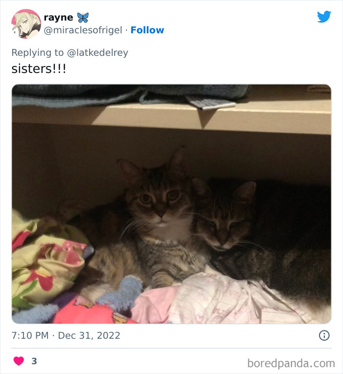 Bonded-Pairs-Of-Cats-Get-Adopted-Together