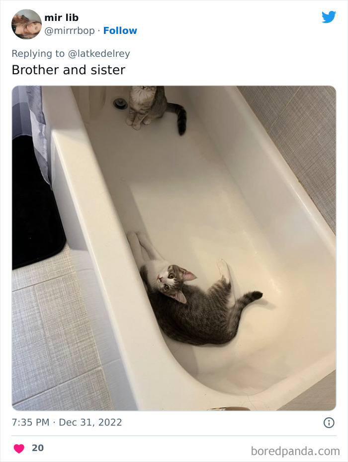 Bonded-Pairs-Of-Cats-Get-Adopted-Together