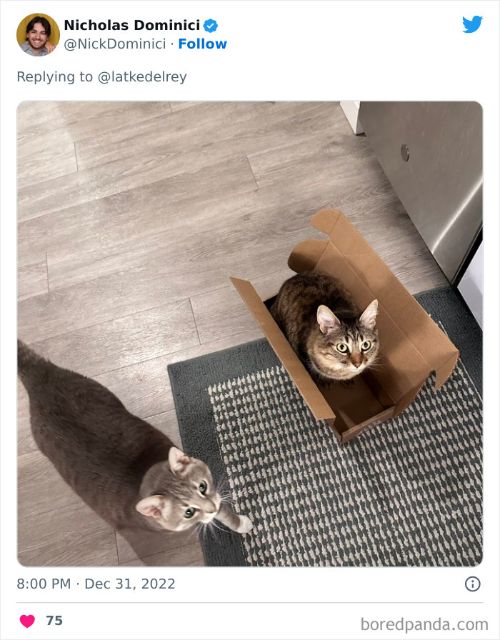 Bonded-Pairs-Of-Cats-Get-Adopted-Together