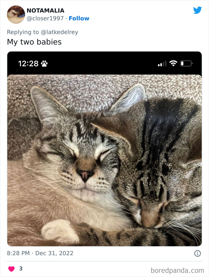 Bonded-Pairs-Of-Cats-Get-Adopted-Together