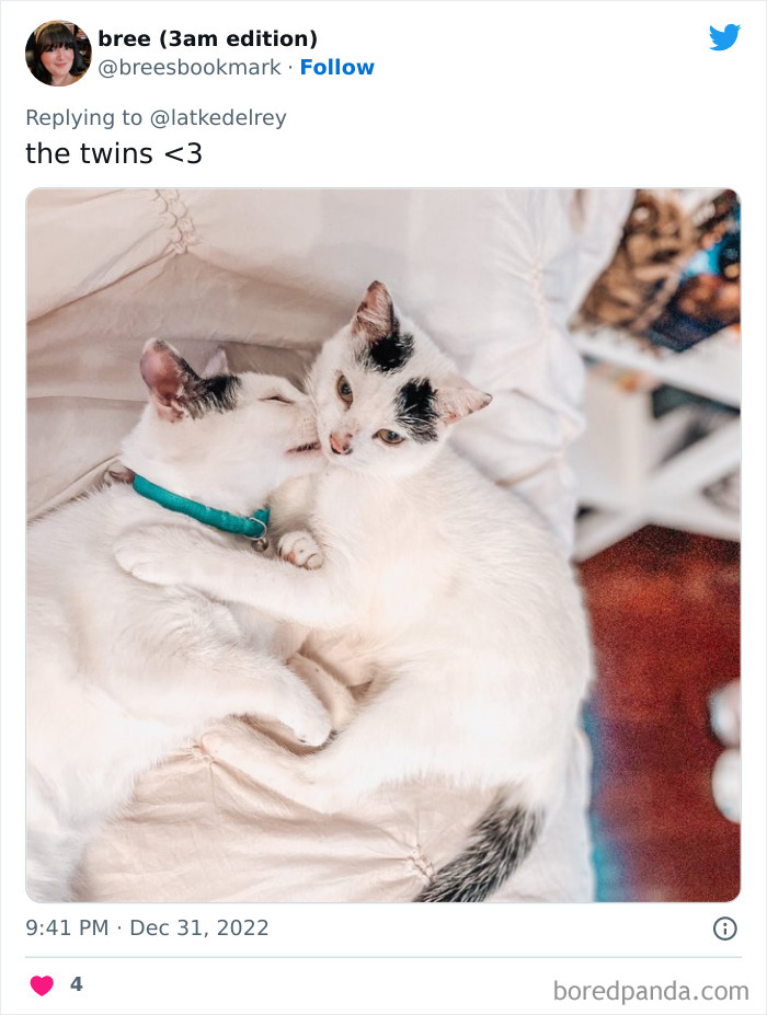 Bonded-Pairs-Of-Cats-Get-Adopted-Together