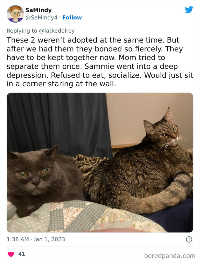 Bonded-Pairs-Of-Cats-Get-Adopted-Together