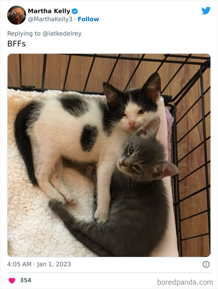 Bonded-Pairs-Of-Cats-Get-Adopted-Together