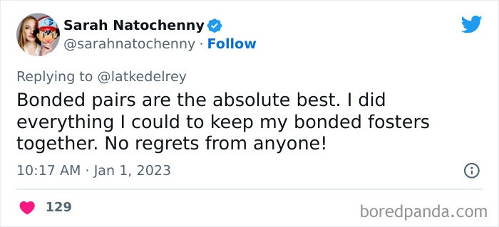 Bonded-Pairs-Of-Cats-Get-Adopted-Together