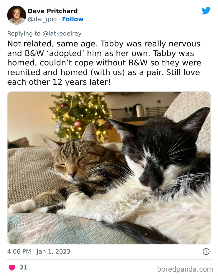 Bonded-Pairs-Of-Cats-Get-Adopted-Together
