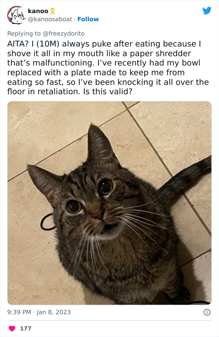 This Hilarious Twitter Thread Has Cats Asking If They're Being Unreasonable