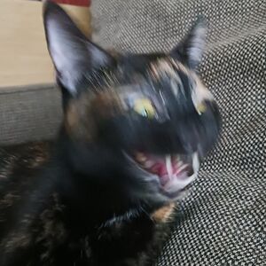 Depresso Espresso The Cat