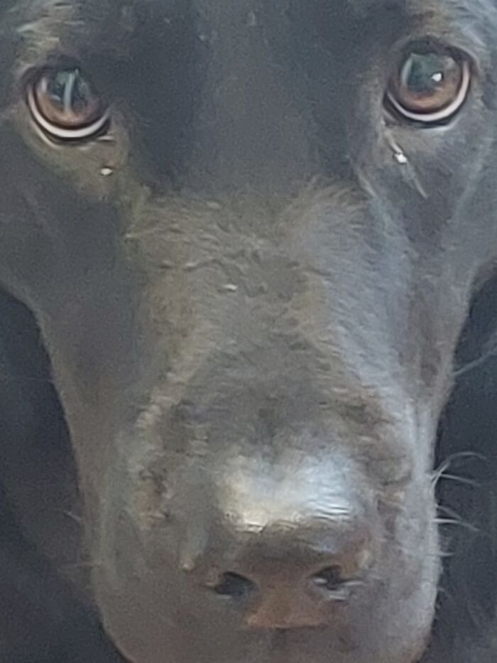 Idk If This Is Blurred Enough But This Is My Dog