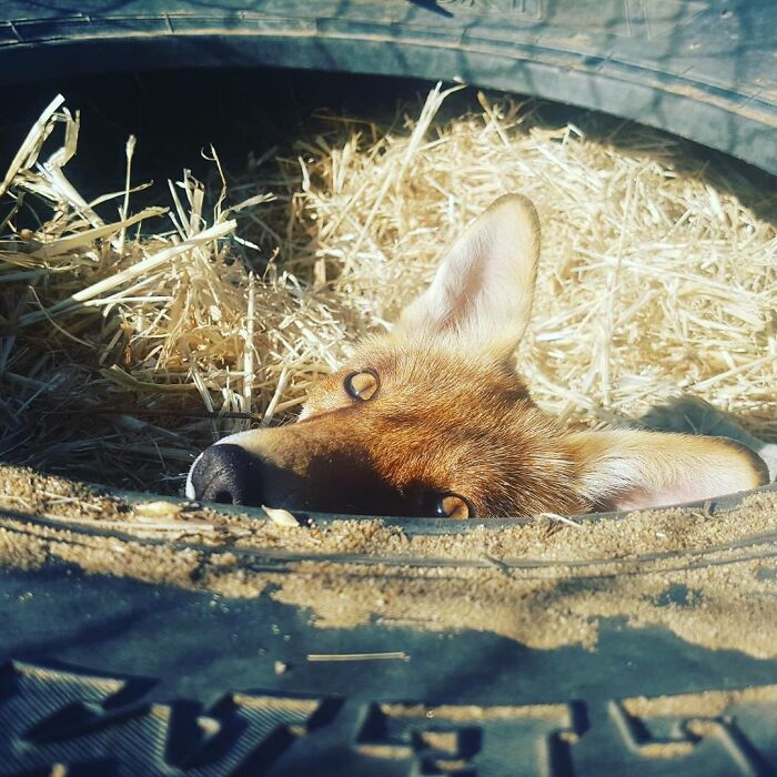 A Family-Run Farm Adopted A Rescue Fox That Has Formed An Inseparable Bond With An 11-Year-Old Girl