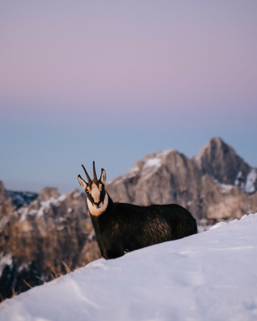 A Curious Chamois In The Tannheimer Tal, Austria