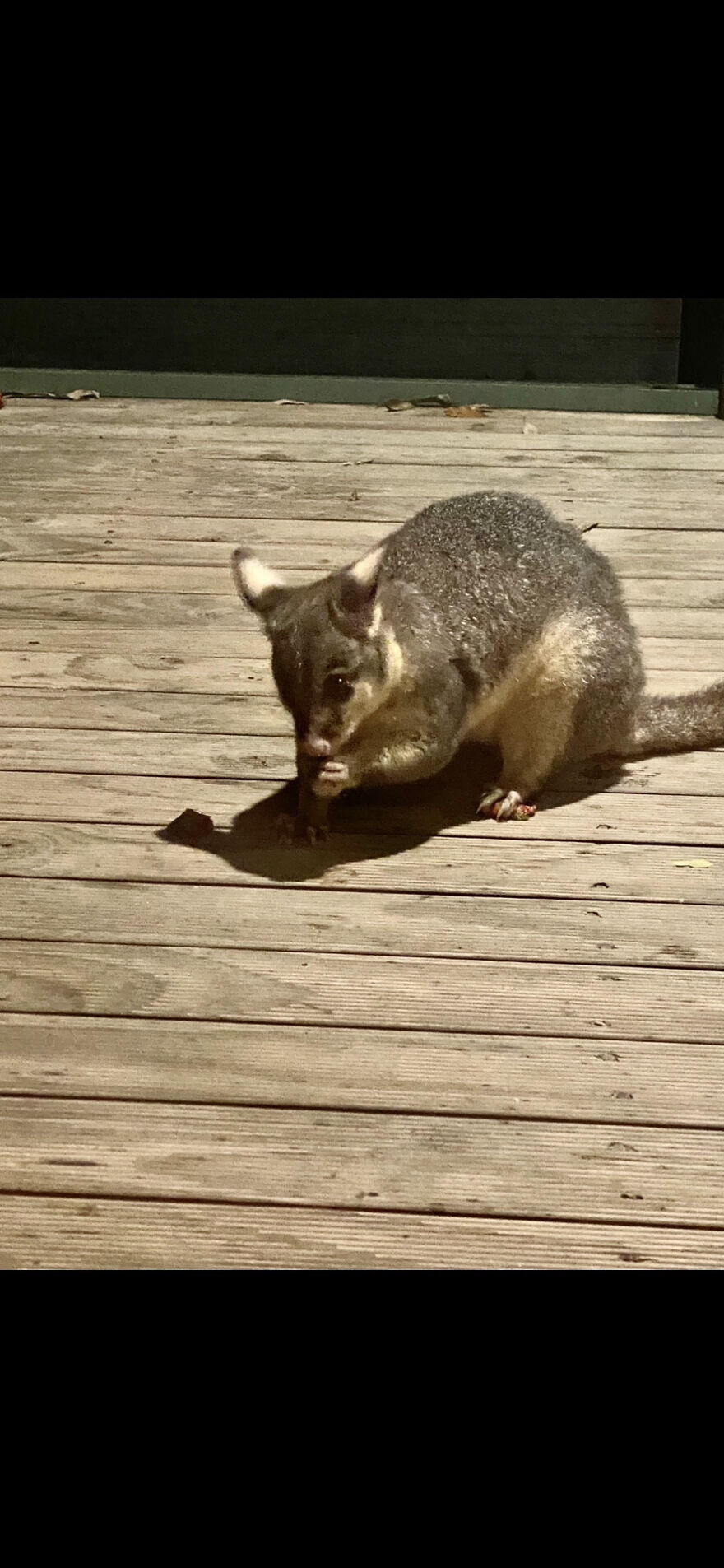 This Little Possum That Climbed From Its Tree On To Our Deck
