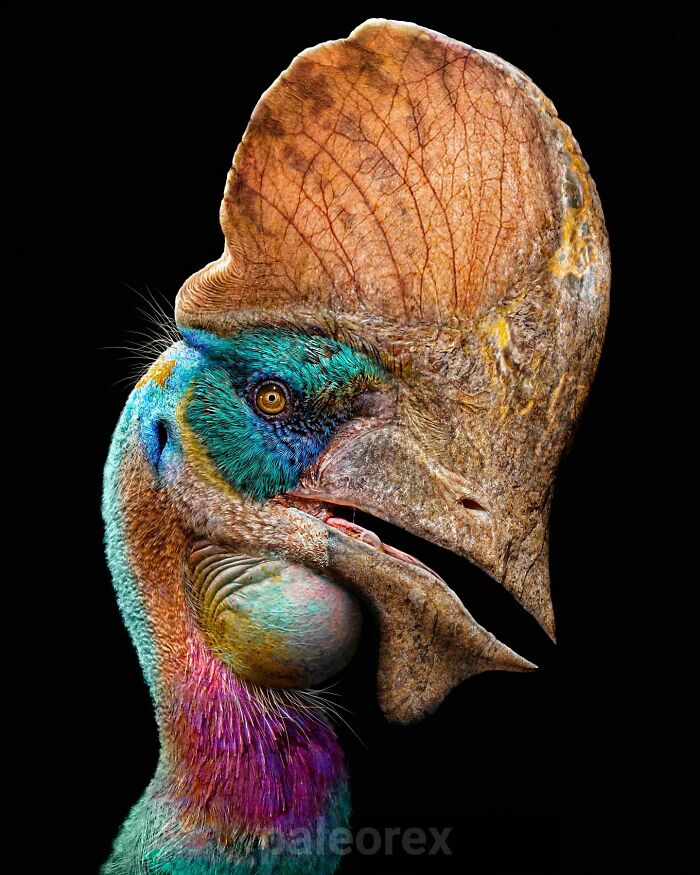 Illustration of a long-extinct animal showing detailed colorful feathers and large casque on its head against black background.