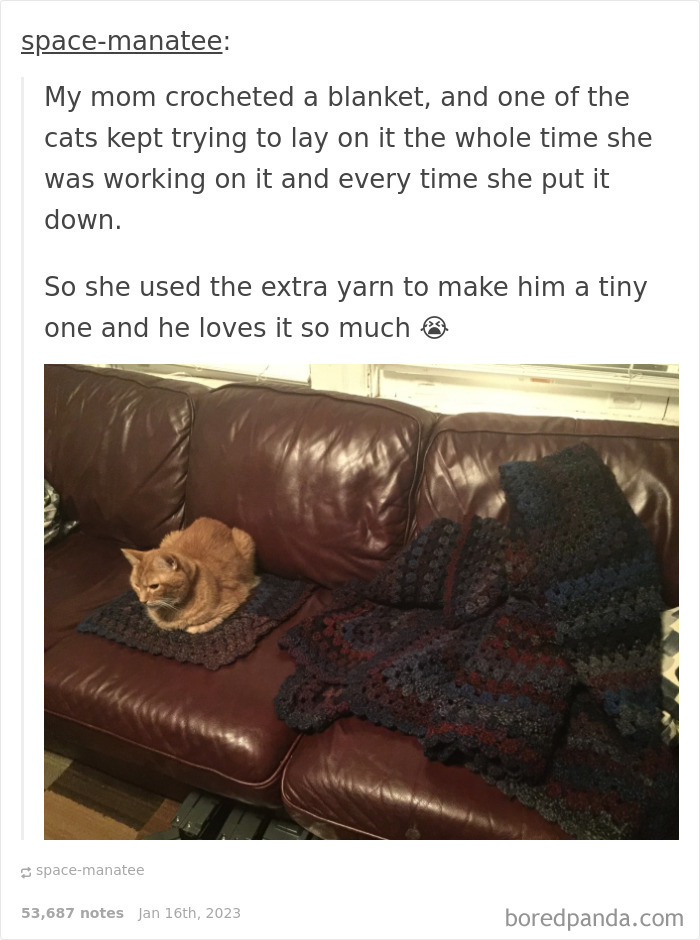 Funny-Cat-Jokes-Memes-Meow-Incorporated