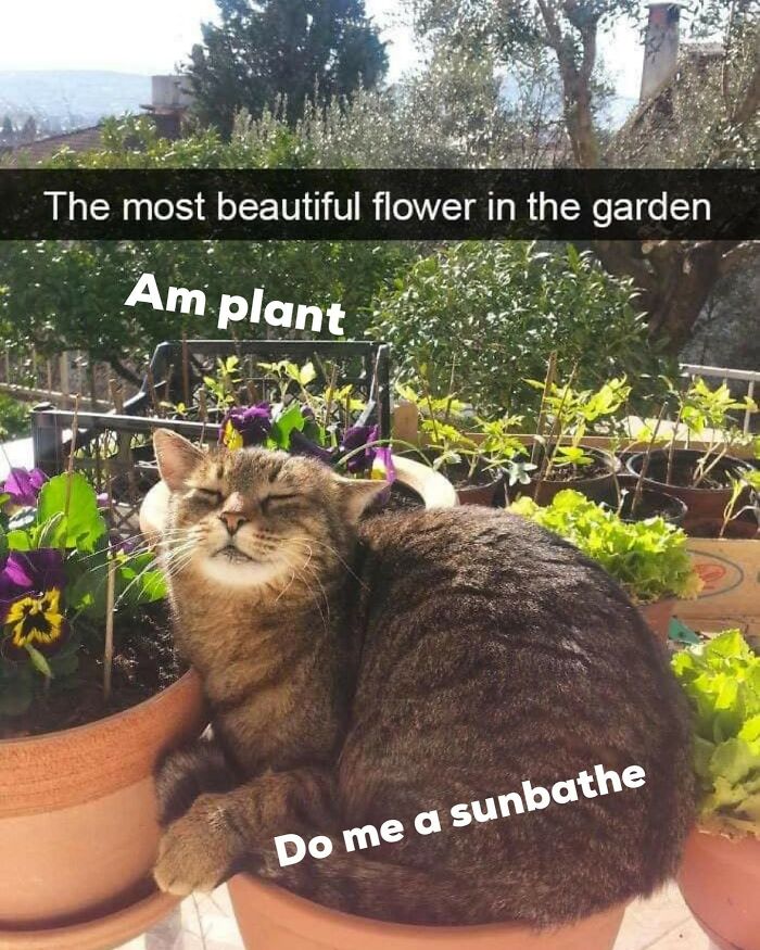 Funny-Cat-Jokes-Memes-Meow-Incorporated