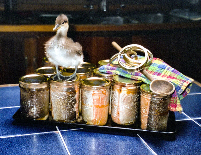A Hooded Merganser Duckling Canning Her Salmon