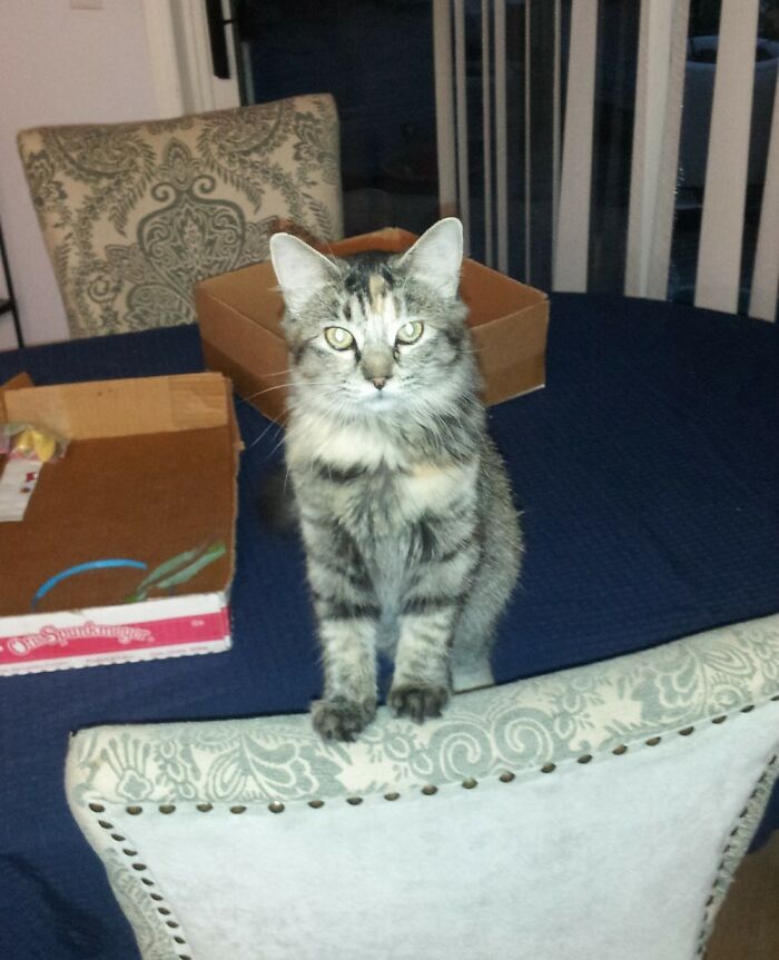 This Is Trixie. She And Her Sibs Were Left In A Ditch In The Snow