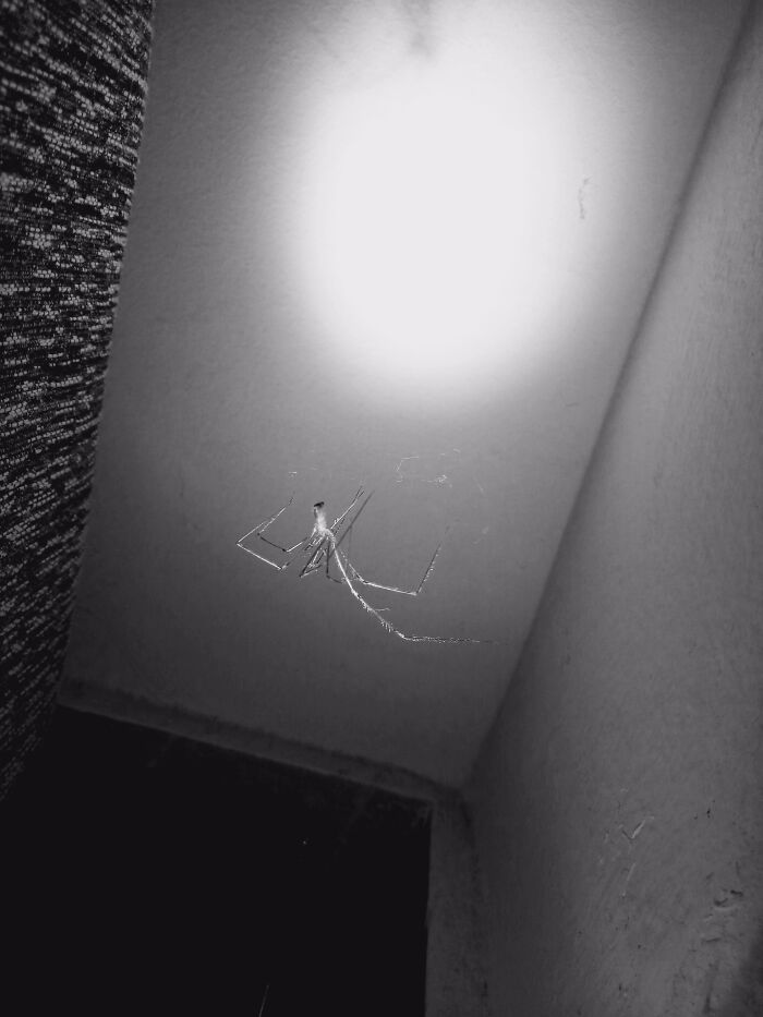The Spider In The Room