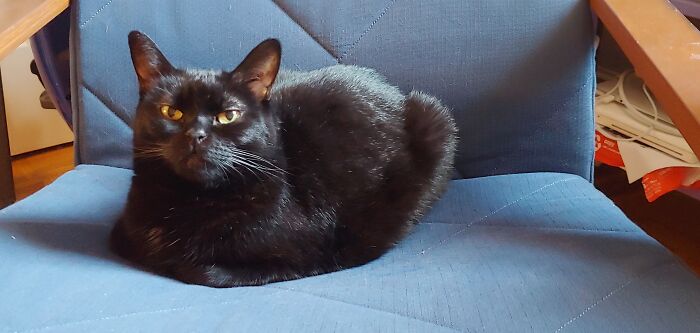 Lady Snot Monster, My Furry Mistress. Came To Me At Age 10. Not Letting Her Go