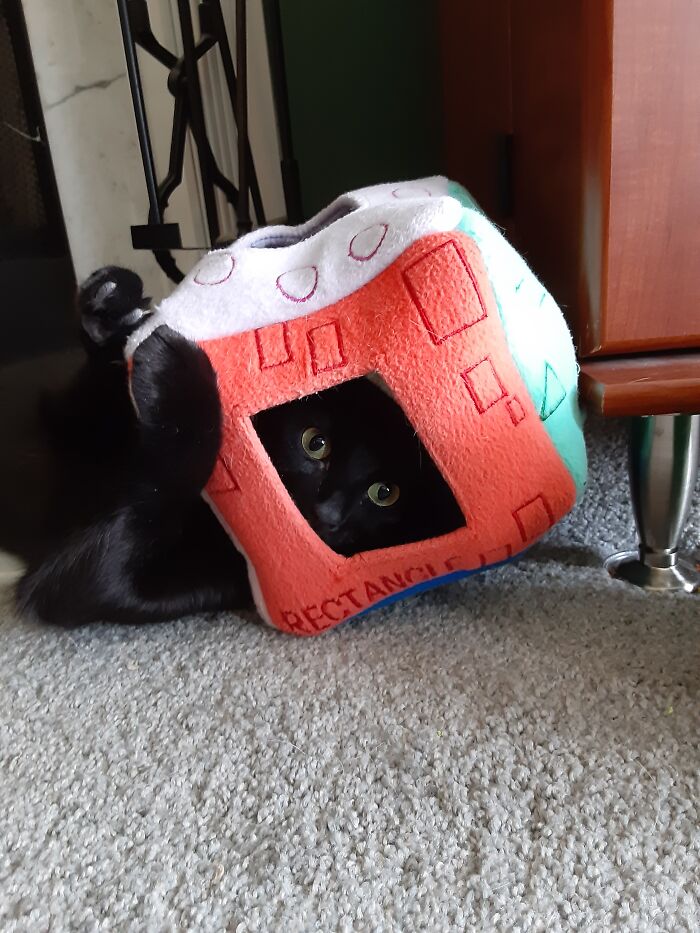 This Is Lucy Lu. She Is Our Little Space Cadet