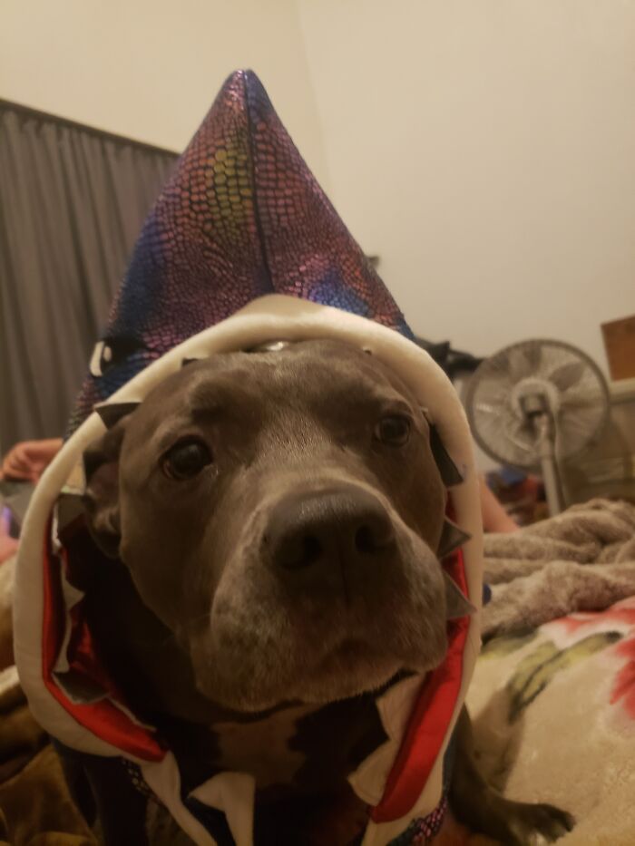 This Is My Dog In A Shark Costume
