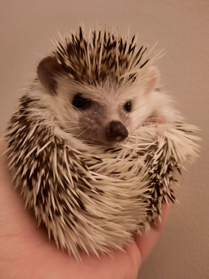 Meet My Spiky Boi, Klaus!