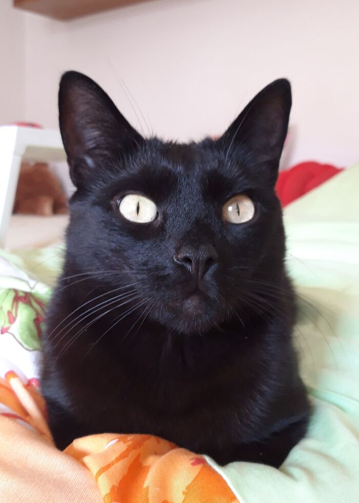 My Housee Panther Was Found In A Box In Front Of A Store Together With His Black And White Brother. The Brother Was Soon Adopted But Nobody Wanted Him Because He Is Black. We've Been Living Together For The Past Six Years 😻