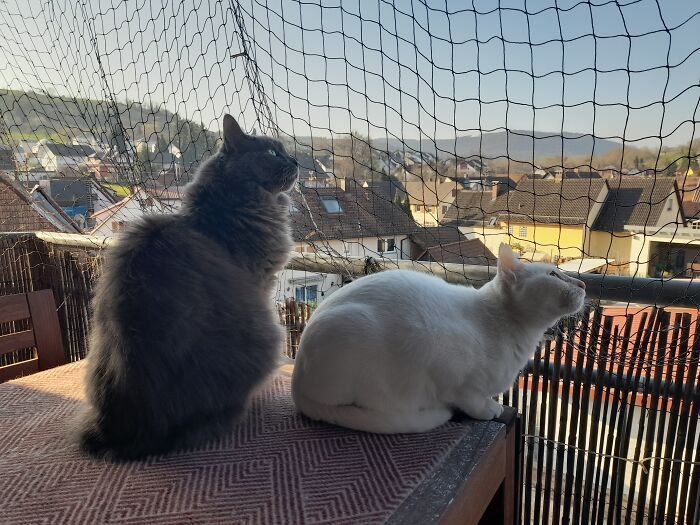 There Was A Bird's Nest On The Roof…