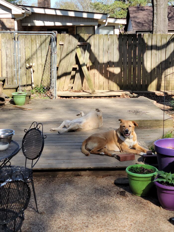 Olive (7y) And Buddy (12y) Both Adopted As Puppies From High Kill Shelter